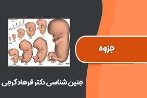 جزوه جنین شناسی دانشگاه تهران